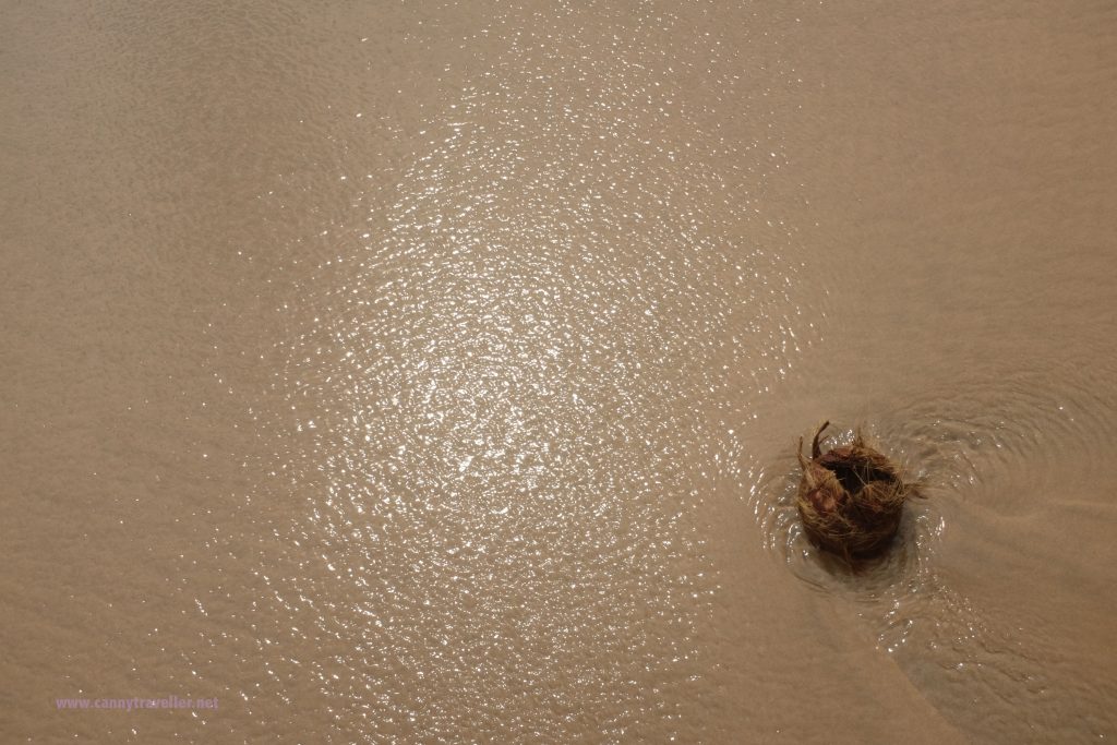 Coconut on the beach at Phan Thiet, Vietnam